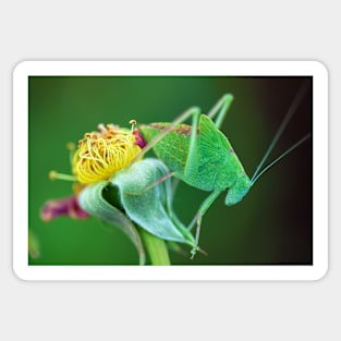 Young Bush-Cricket 2 Sticker